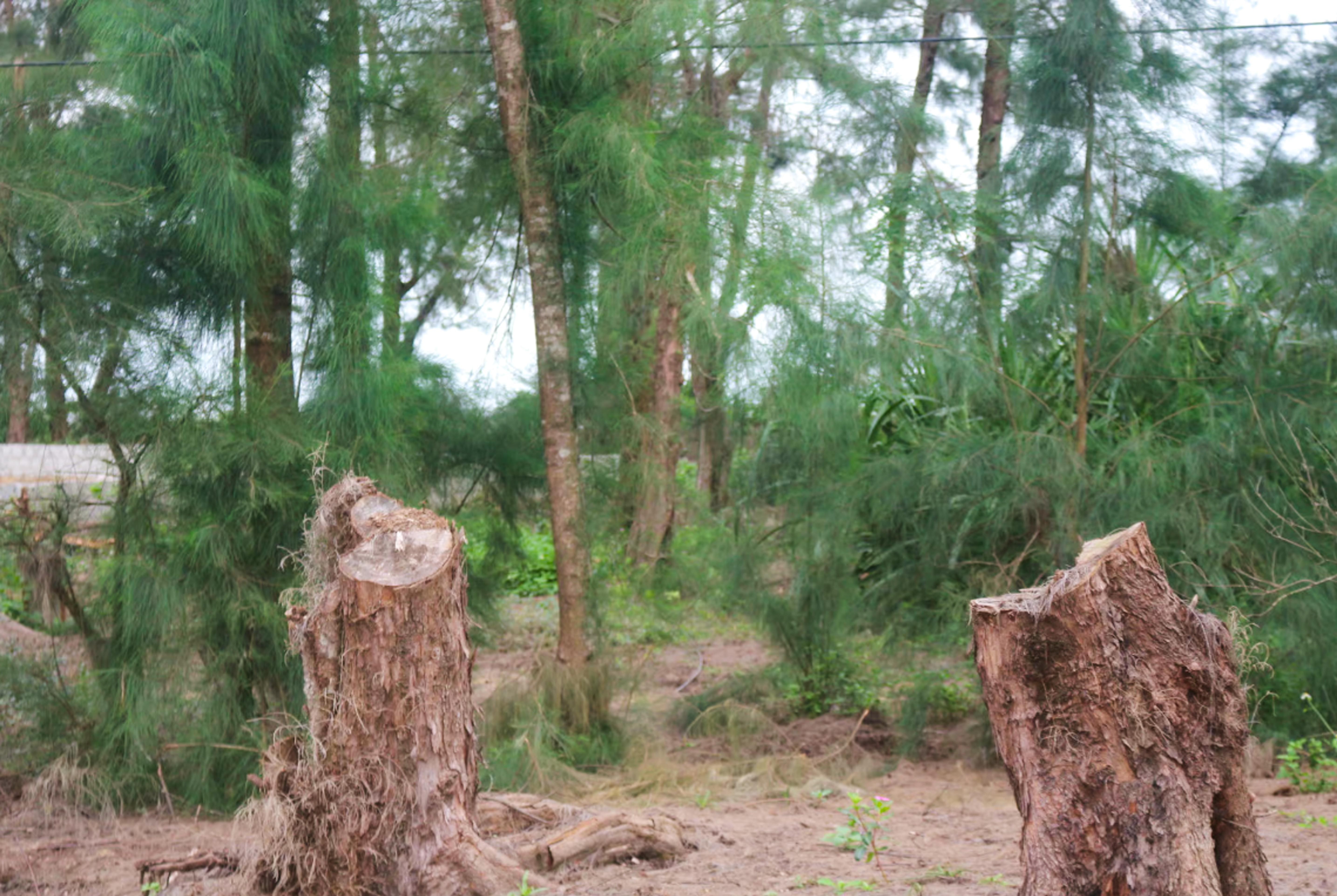 rung-duong-lieu-stnn-4-1767083390.jpg