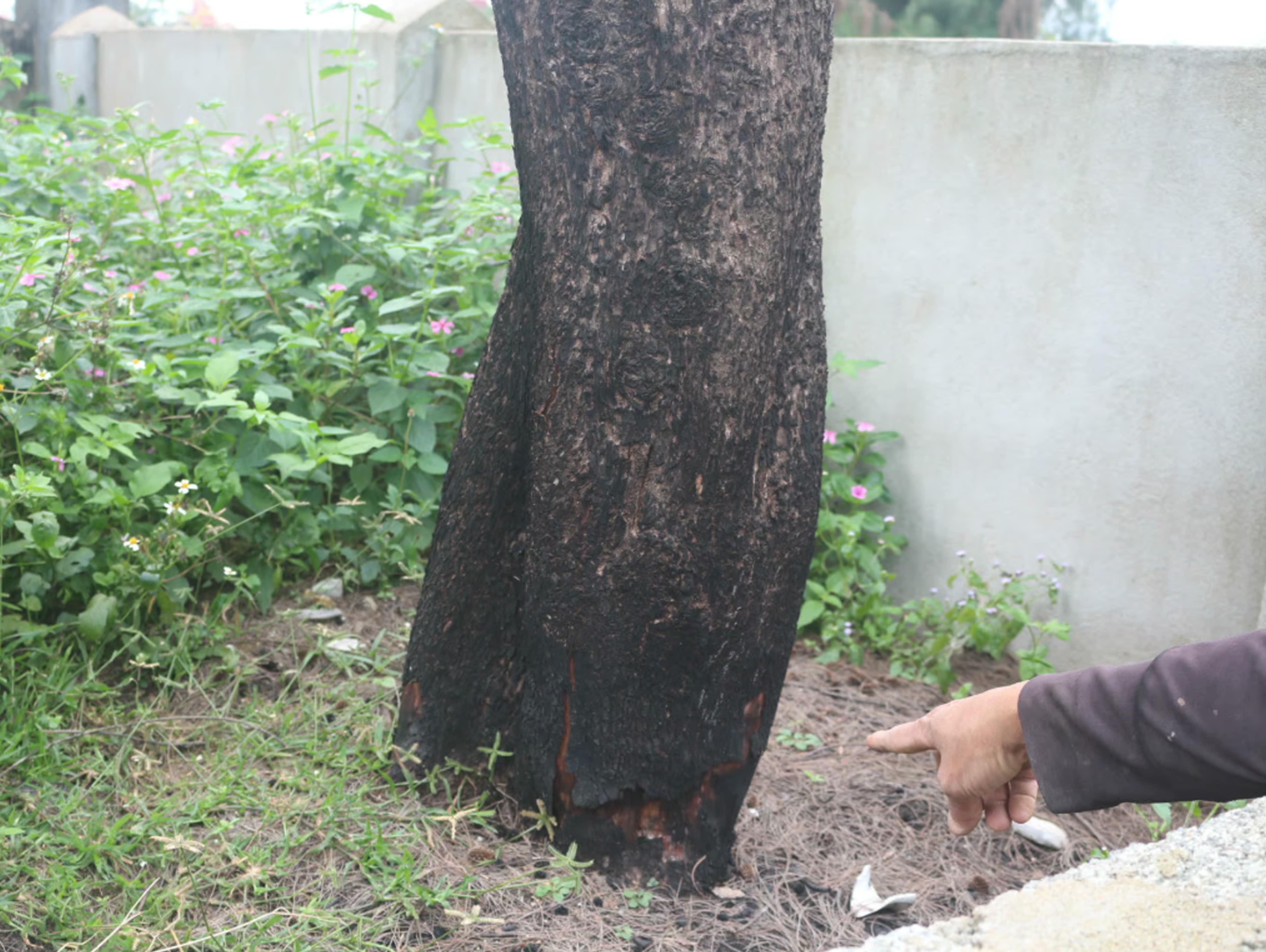 rung-duong-lieu-stnn-8-1767083390.jpg