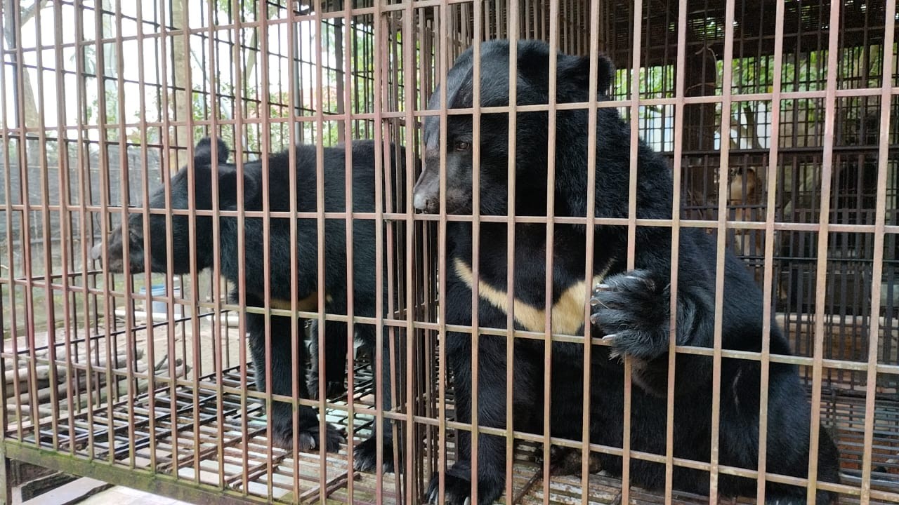 keu-goi-dua-ca-the-gau-bi-nuoi-nhot-stnn-1780631130.jpeg