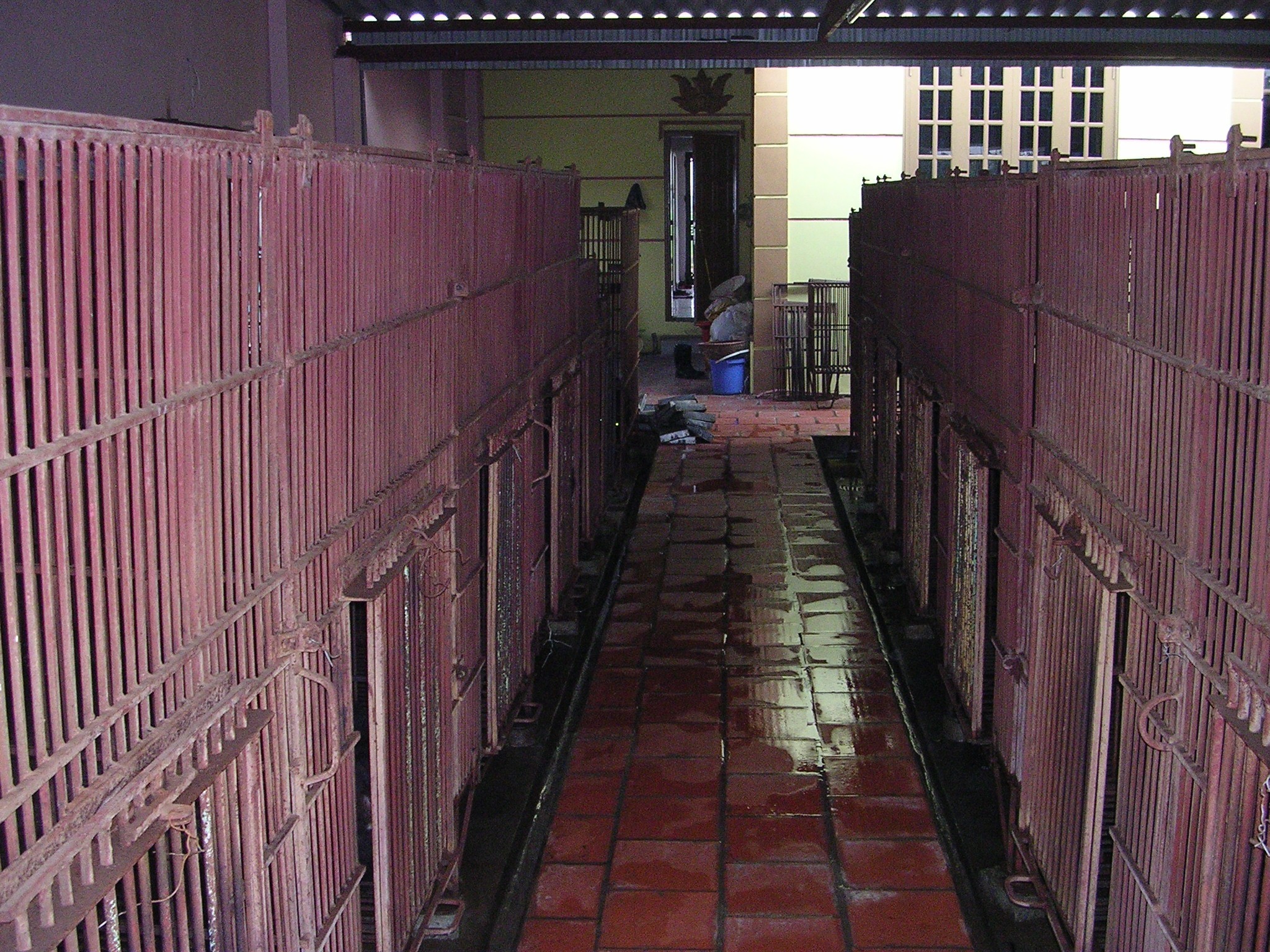 keu-goi-dua-ca-the-gau-bi-nuoi-nhot-stnn-1780631130.jpg