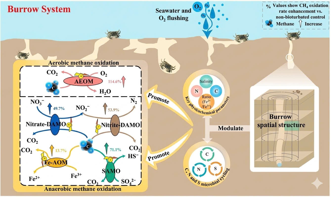 how-crab-burrows-are-g-1784168938.jpg