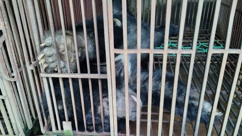 mot-chuong-gau-nuoi-nhot-tai-mot-ho-gia-dinh-o-xa-phuc-tho-ha-noi-1787280493.jpg