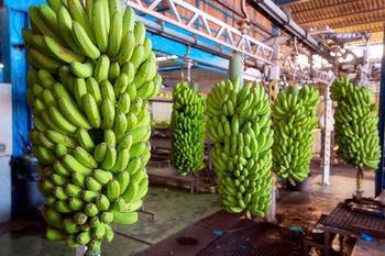 giong-chuoi-an-dostnn-1787629570.jpg