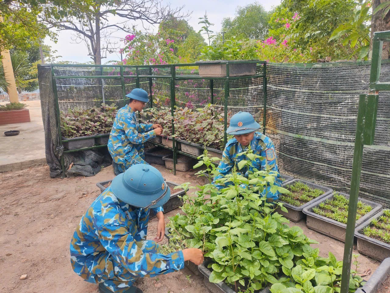 Ngoài việc canh giữ bầu trời, những người lính nơi đây còn phải thực hiện nhiệm vụ tăng gia sản xuất để đảm bảo chất lượng cuộc sống cho toàn đơn vị 