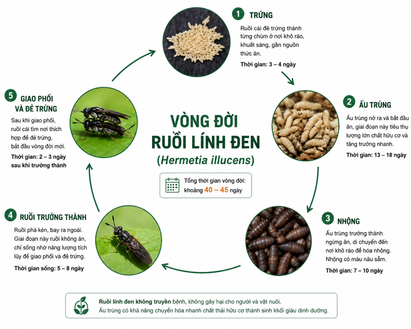 ruoi-linh-den-hinh-1-tong-hai-1788754195.png