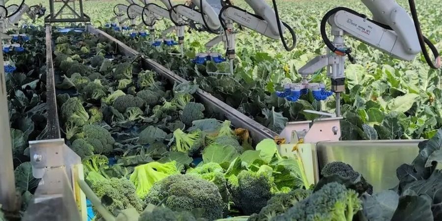 sami-broccoliharvest-1789010015.jpg