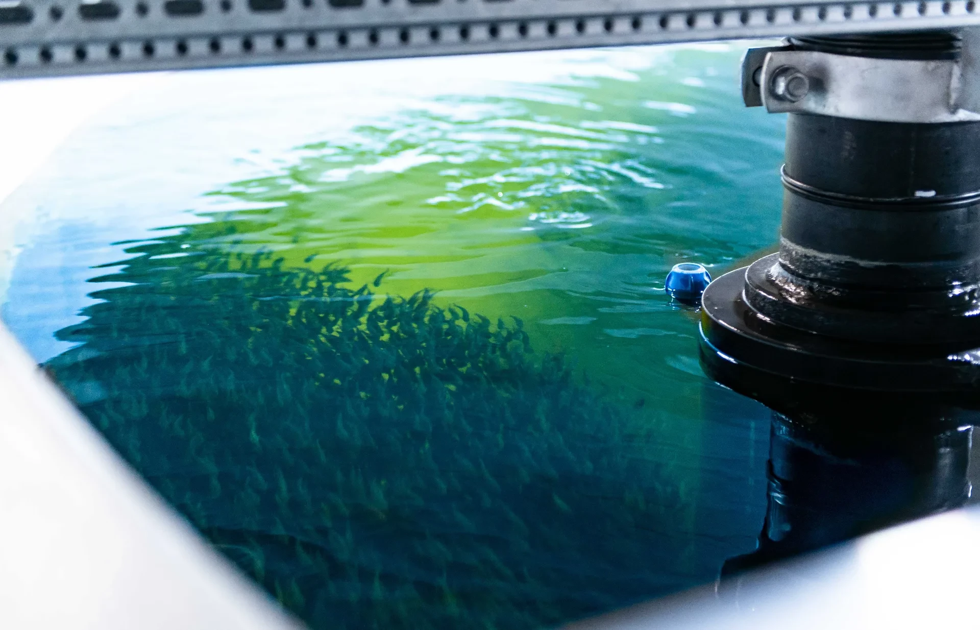 fish-tankjpg-1790907678.webp