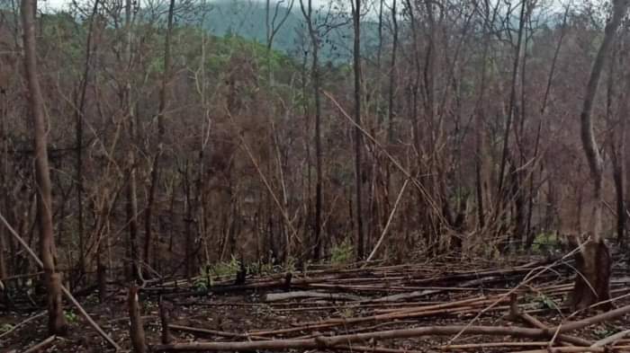 Hiện trường vụ đốt, phá rừng xảy ra tại huyện Lục Nam (tỉnh Bắc Giang)