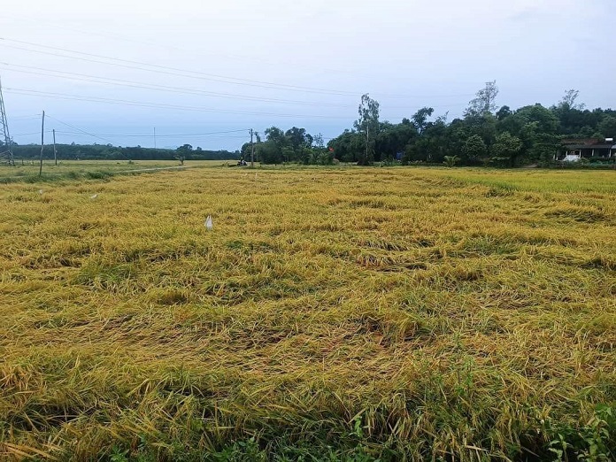 Lốc xoáy đã làm hư hại nhiều diện tích lúa của người dân, đang trong kỳ thu hoạch.