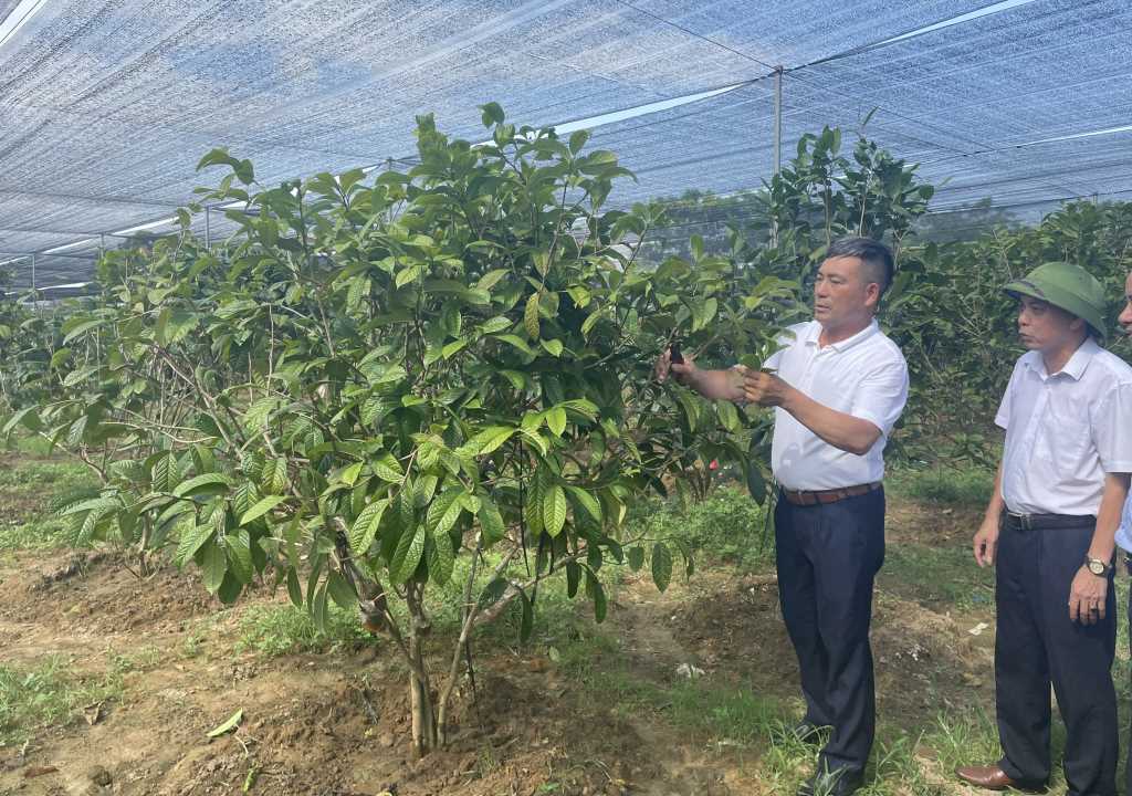 Anh Lê Mạnh Quy (xã Quảng Minh, huyện Hải Hà) giới thiệu vườn cây trà hoa vàng của gia đình.