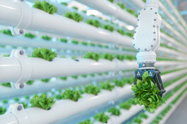 Automatic Agricultural Technology With Close-up View Of Robotic Arm Harvesting Lettuce In Vertical Hydroponic Plant 