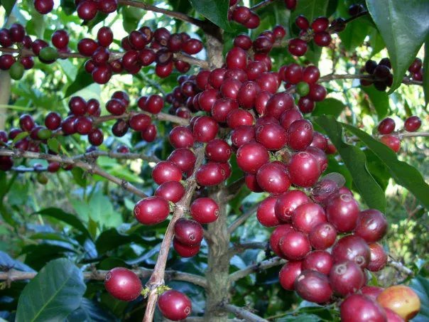Cây cà phê và ca cao có nguy cơ mất côn trùng thụ phấn