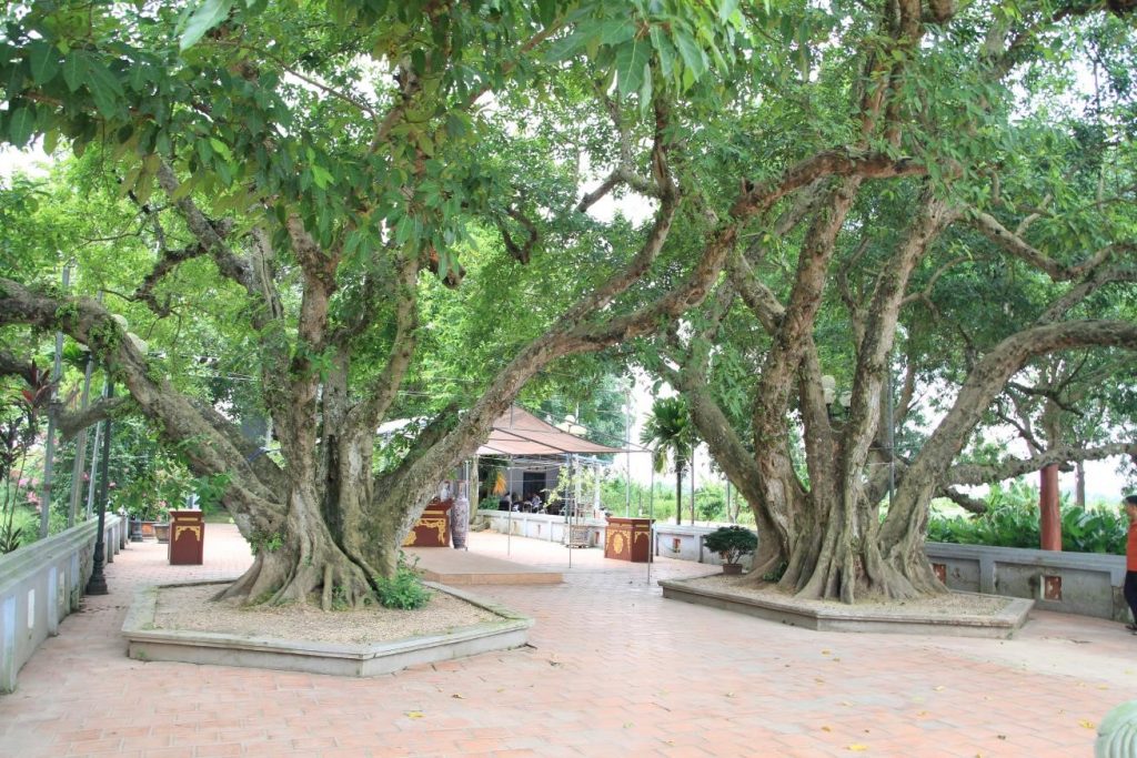 Bốn cây cổ thụ tại Lăng mộ Chử Cù Vân được công nhận là Cây Di sản Việt Nam