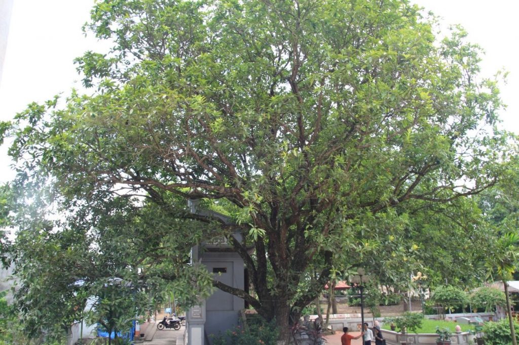 Bốn cây cổ thụ tại Lăng mộ Chử Cù Vân được công nhận là Cây Di sản Việt Nam