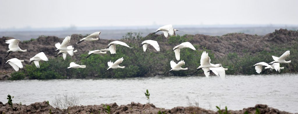 Quảng Bình tiếp tục tăng cường công tác quản lý, bảo tồn các loài chim hoang dã, di cư