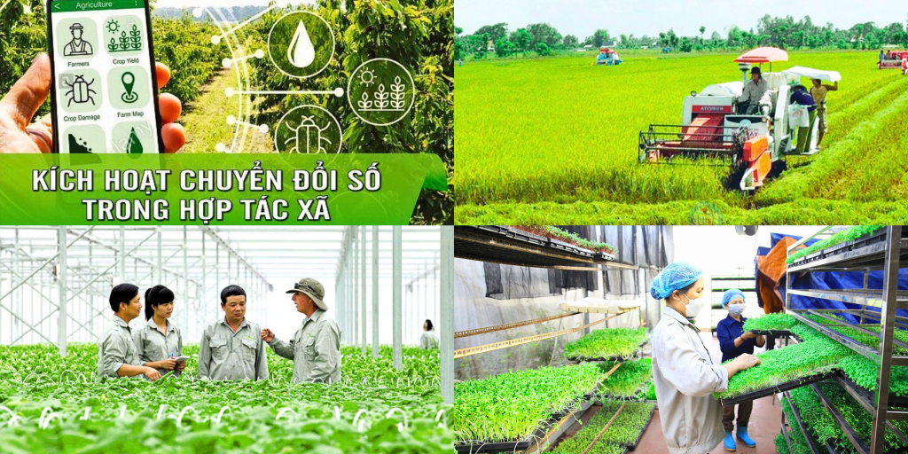 Hợp tác xã nông nghiệp - “hạt nhân” trong phát triển kinh tế nông thôn 