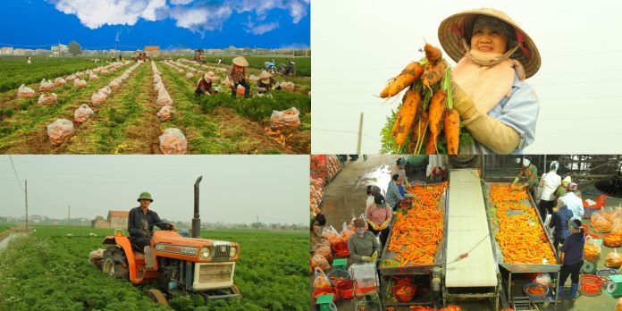 Những năm qua, các hợp tác xã nông nghiệp đã khẳng định vai trò nòng cốt trong phát triển nông nghiệp, nông thôn.