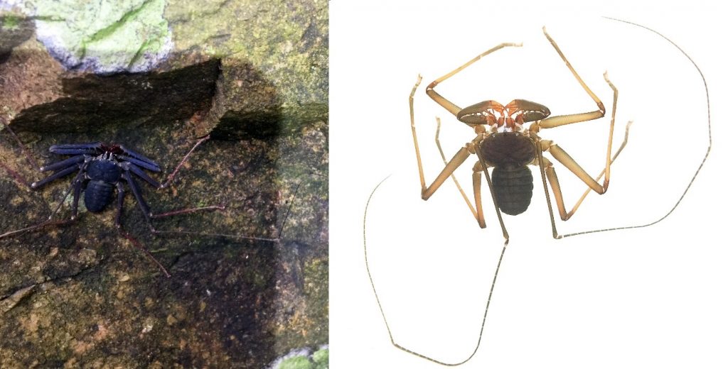 Loài nhện dẹt Weygoldtia condao Nguyen & Phung, 2022 ghi nhận ở Côn Đảo