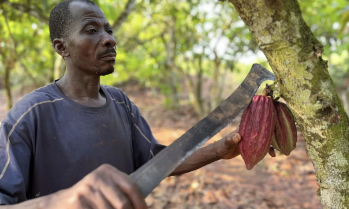 Ông Edouard Kouame Kouadio, một nông dân ở làng Gabeadji, San Pedro, Bờ Biển Ngà đang thu hoạch quả ca cao tại trang trại ca cao của mình. Ảnh chụp ngày 31 tháng 1 năm 2023. Nguồn: REUTERS/Ange Aboa