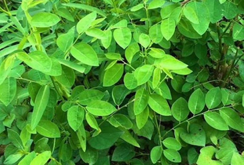 Rau ngót là loại cây dễ trồng, ít sâu bệnh lại có giá trị dinh dưỡng cao. 