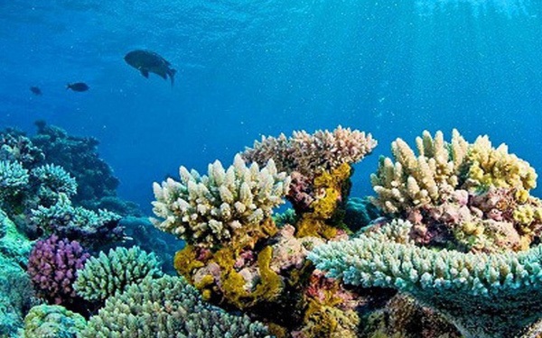 Hệ sinh thái rạn san hô và vùng ven đảo ở vùng biển Việt Nam