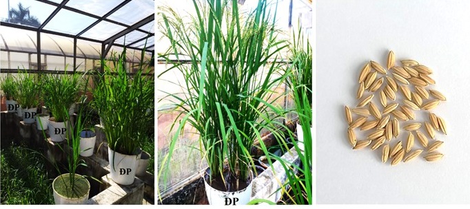Hình ảnh cây lúa chuẩn kháng mặn Đốc Phụng (ĐP) trong nghiên cứu.