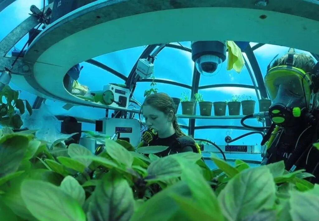 Sức hấp dẫn của nông nghiệp đại dương. Vườn Nemo: Trang trại độc đáo dưới nước đầu tiên trên thế giới