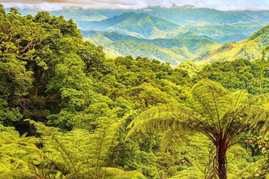 Tại Khu dự trữ thiên nhiên Động Châu - Khe Nước Trong, 50.000 cây bản địa sẽ được trồng nhằm phục hồi cảnh quan sinh thái.