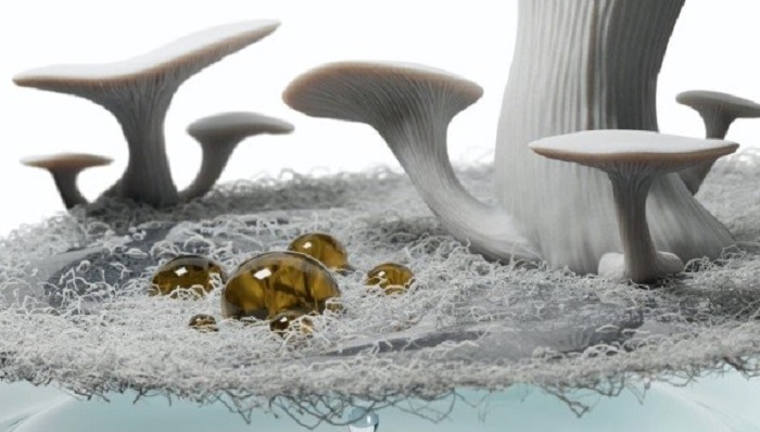 Màng lọc có nguồn gốc từ nấm có thể giúp dọn sạch vết dầu loang