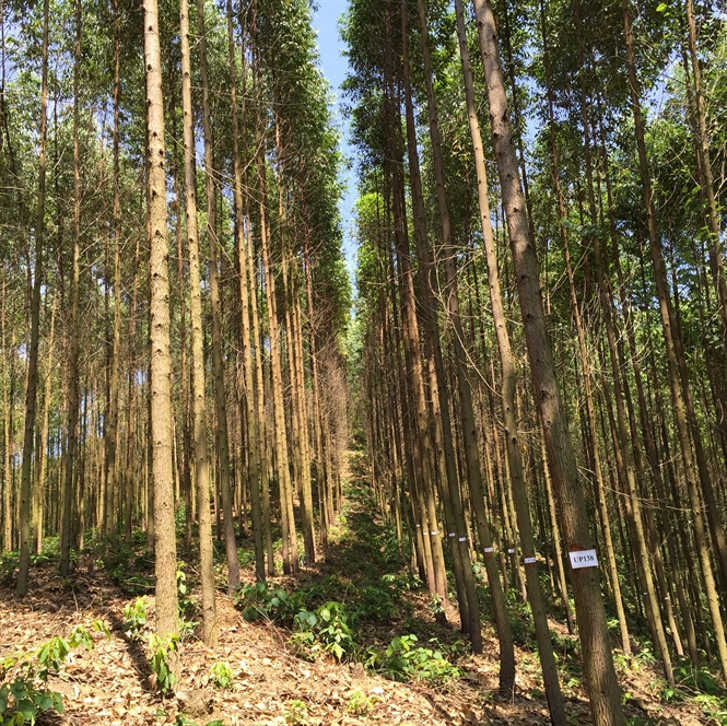 1 triệu ha rừng trồng sản xuất gỗ lớn - mục tiêu đến năm 2030