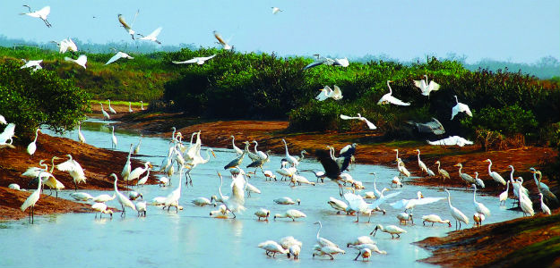 Vườn Quốc gia Xuân Thủy (Nam Định) là khu Ramsar đầu tiên của Việt Nam