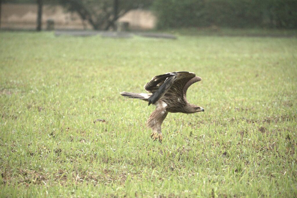 Vườn Quốc gia Cúc Phương tái thả cá thể chim đại bàng đầu nâu (Aquila heliaca)