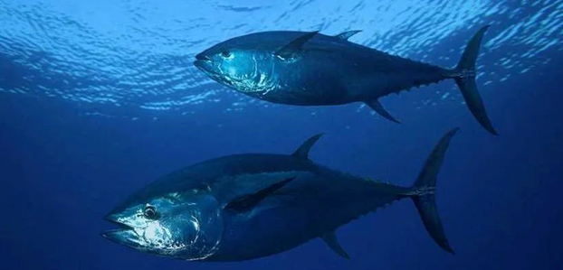 Next Tuna Nuôi cá ngừ sáng tạo với công nghệ cao