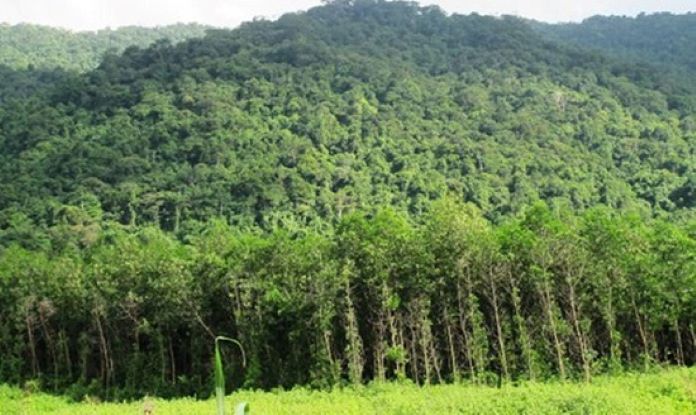 Bộ NN-PTNT đề xuất quy định về thanh lý rừng trồng