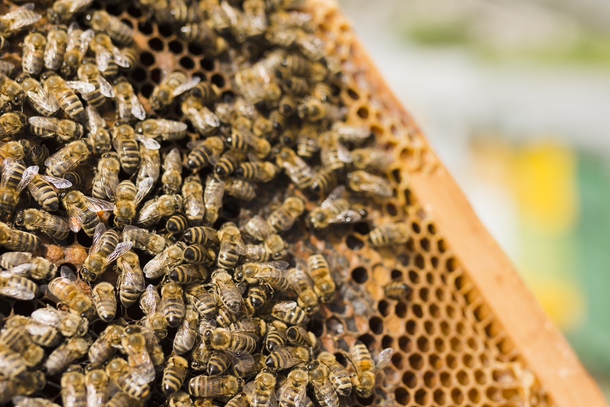 Mục tiêu đến năm 2030, tổng sản lượng mật ong ổn định 55-60 nghìn tấn/năm