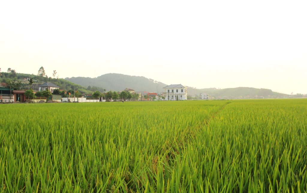 Vụ mùa bội thu trên cánh đồng đất xã vừa đạt chuẩn NTM nâng cao Mã Thành của huyện Yên Thành.
