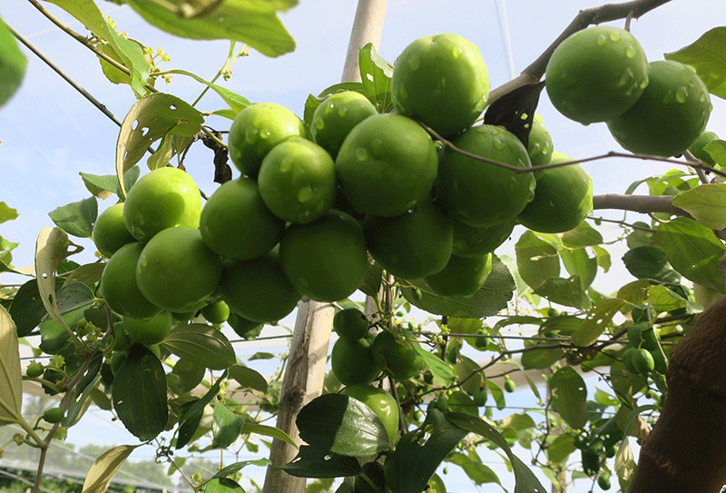  Ninh Thuận: Tuyển chọn năm giống táo bom đầu dòng năng suất cao