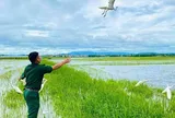Trả tự do cho những cánh cò