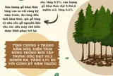 (Infographic) Sản lượng lâm nghiệp 9 tháng đầu năm 2022