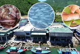 Say mê hương vị ẩm thực Hà Tĩnh: Mực nhảy Vũng Áng