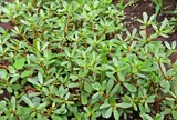Ổn định nguồn gen cây rau sam, chủ động dược liệu sản xuất thuốc điều trị bệnh trĩ