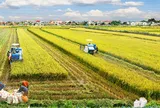 Một số giải pháp tháo gỡ các hạn chế trong phát triển sản xuất nông nghiệp tại thành phố Cần Thơ