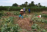 Tây Ninh: Cây sắn đang góp phần đem lại nguồn thu nhập đáng kể cho người dân