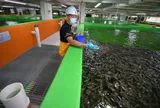 Singapore đang gặp khó với nông nghiệp đô thị