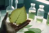 Công nghệ chấm lượng tử carbon giúp tăng cường năng suất cây trồng