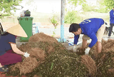 An Giang: Sản xuất phân hữu cơ từ cây lục bình