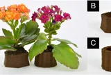 Biến bã cà phê thành tác phẩm nghệ thuật với công nghệ in 3D