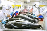 Ngành xuất khẩu cá ngừ Việt Nam và nỗ lực chuyển dịch chiến lược trước biến động toàn cầu