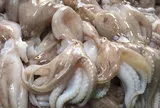 Giá bạch tuộc tăng kỷ lục trong bối cảnh nhu cầu cao ở EU, Hoa Kỳ