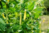 Giải mã bí ẩn di truyền về đậu Hà Lan của Mendel